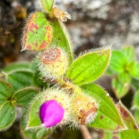 Osbeckia rubicunda Arn.